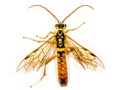 Tenthredopsis friesei